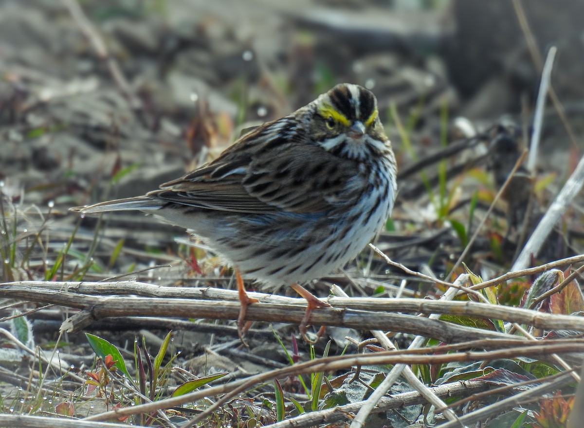 Savannah Sparrow - ML618852255