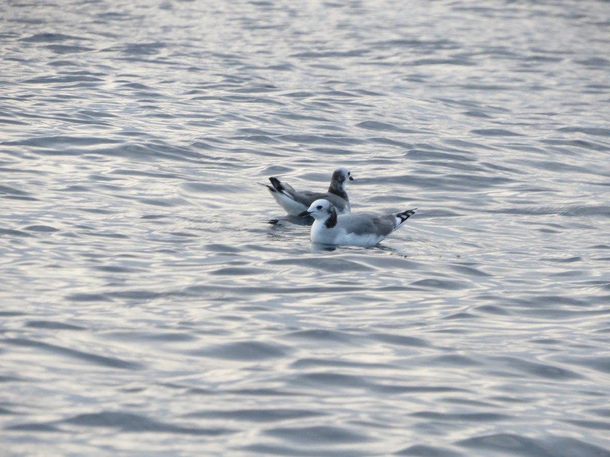 Sabine's Gull - Joshimar Navarro