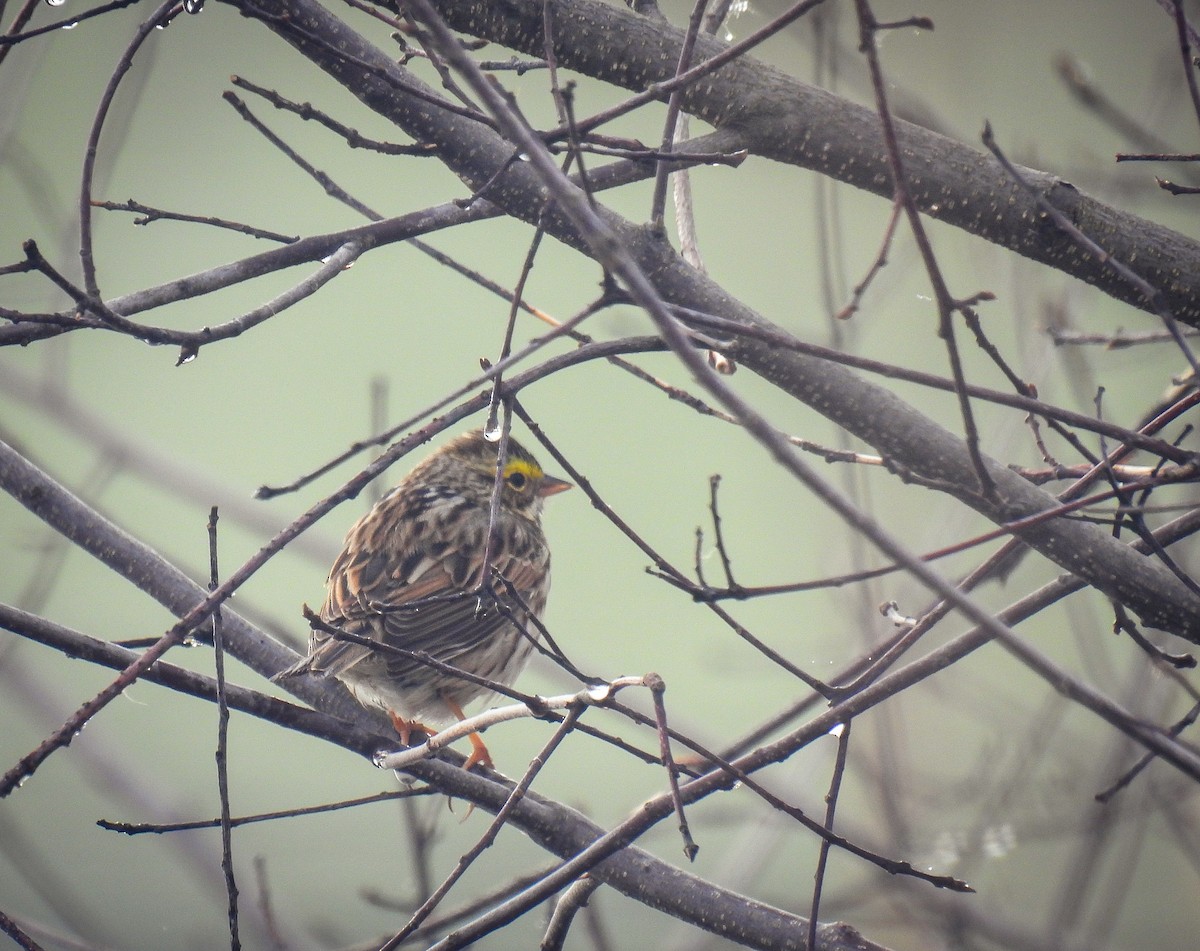 Savannah Sparrow - Guillaume Daigle