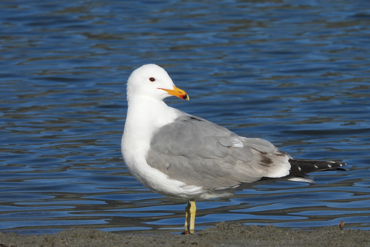 California Gull - Brad Vissia