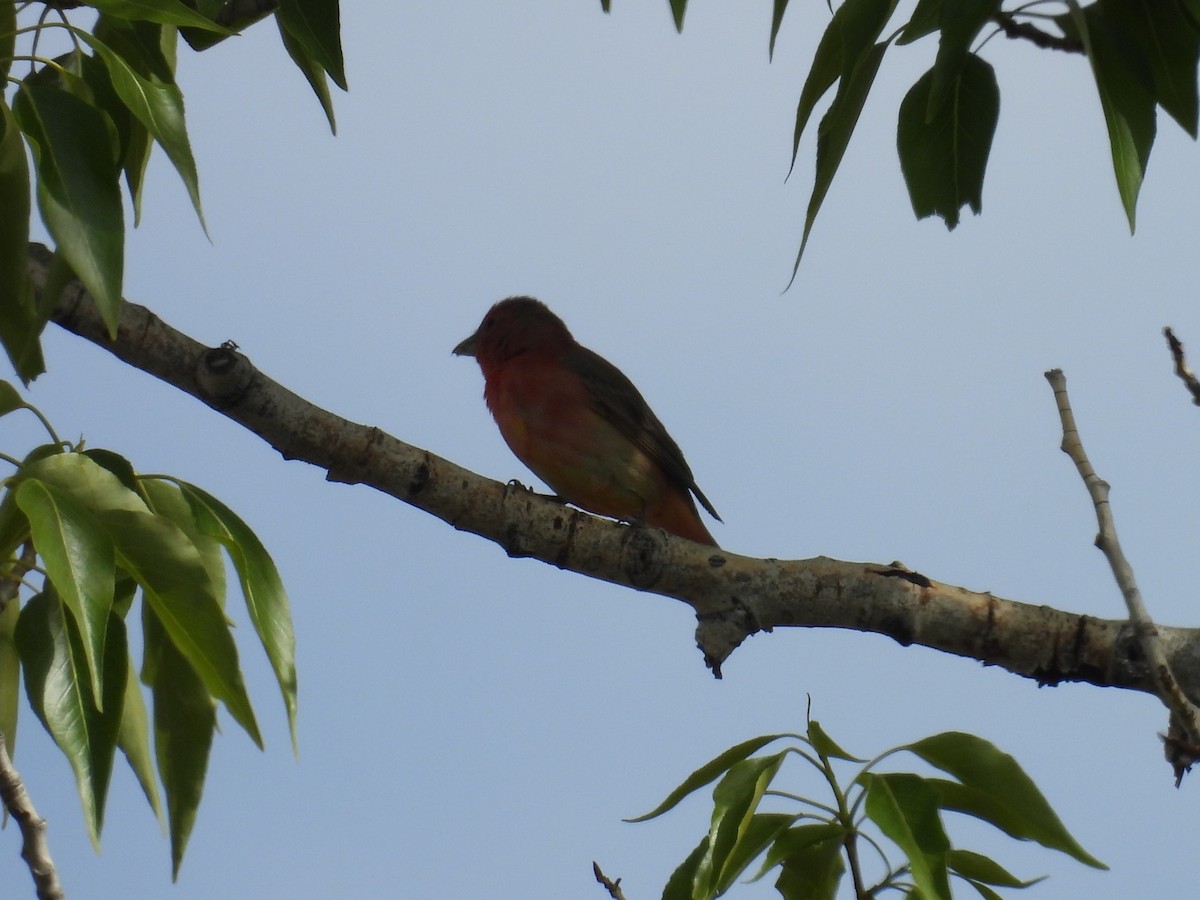 Summer Tanager - Jay Breidt