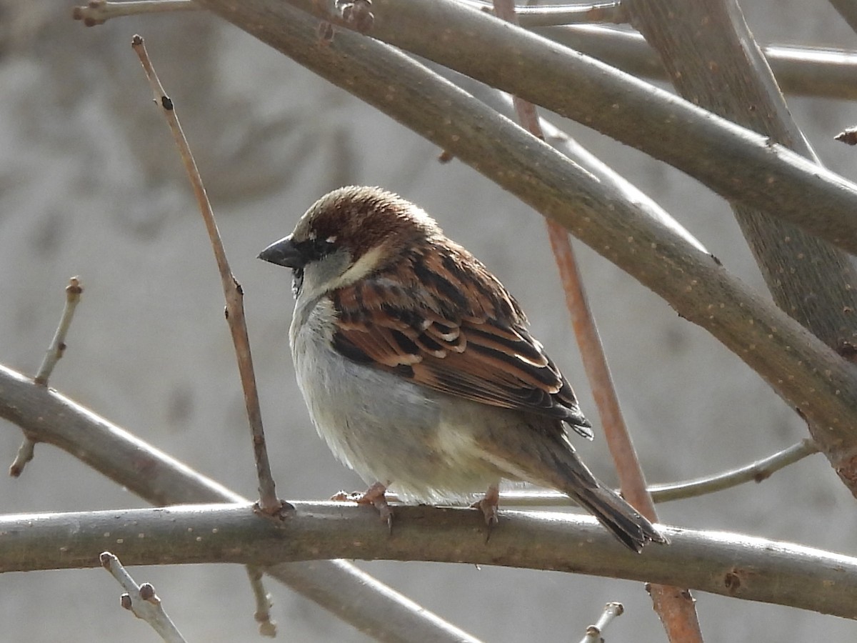 House Sparrow - Graciela  Antenucci