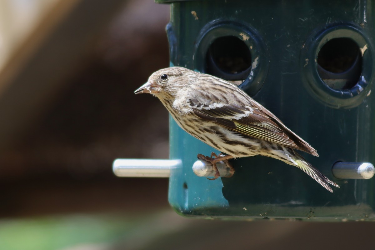 Pine Siskin - Margaret Viens