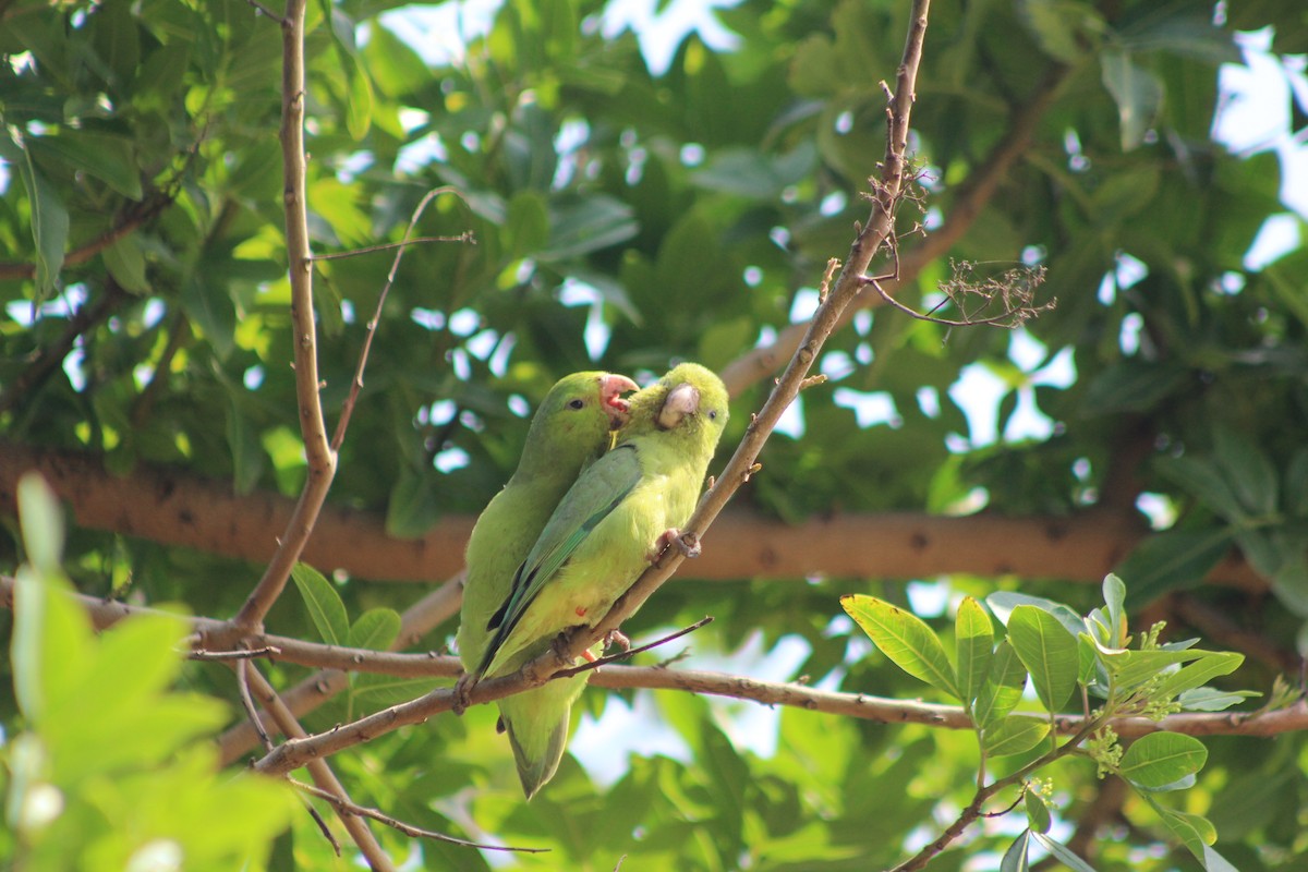 Pacific Parrotlet - Luz Gavancho Serrano