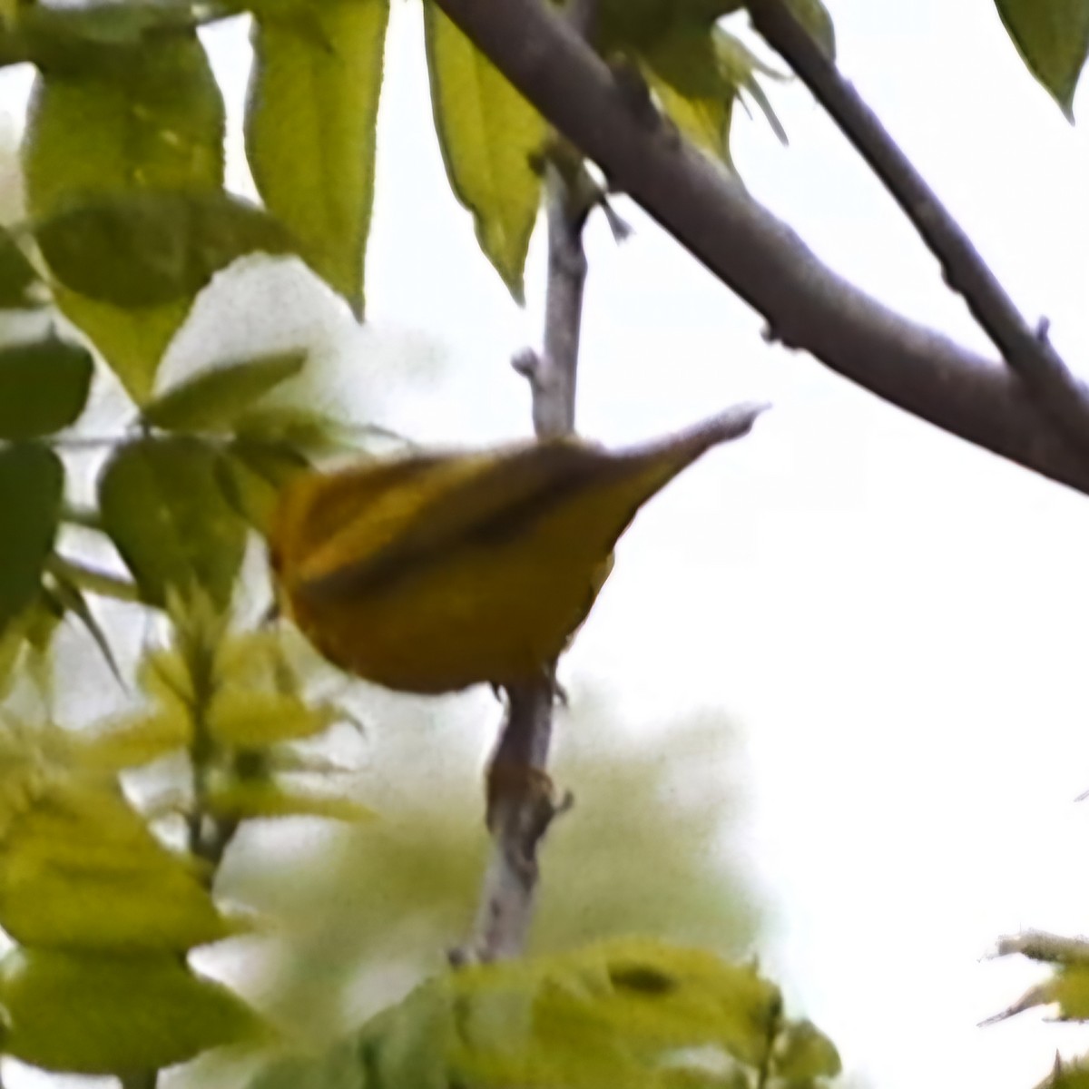 Yellow Warbler - ML618852315