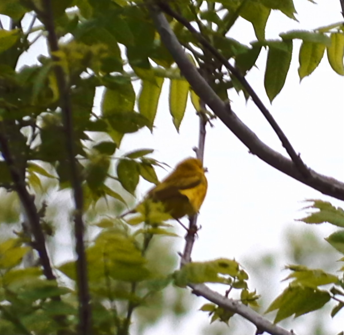 Yellow Warbler - ML618852316