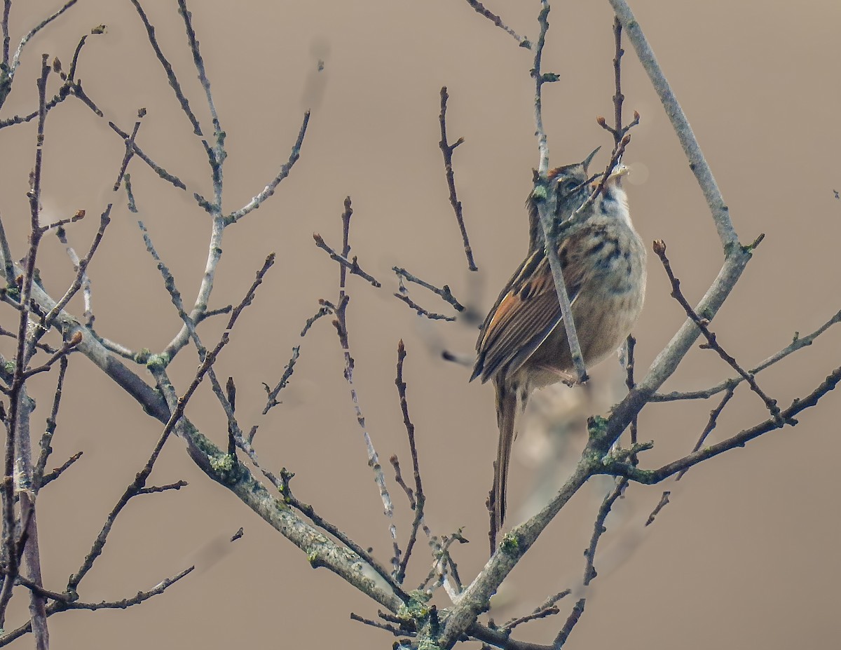 Swamp Sparrow - Guillaume Daigle