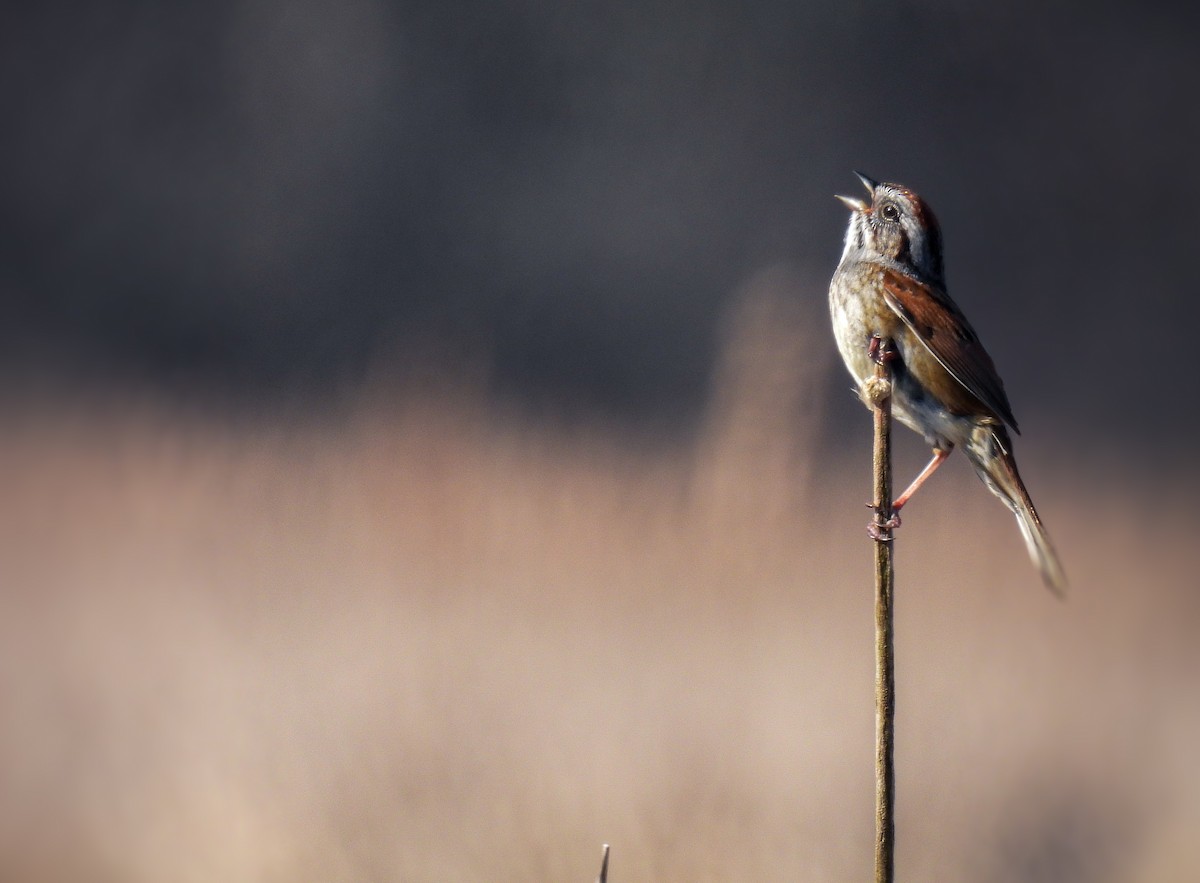 Swamp Sparrow - Guillaume Daigle