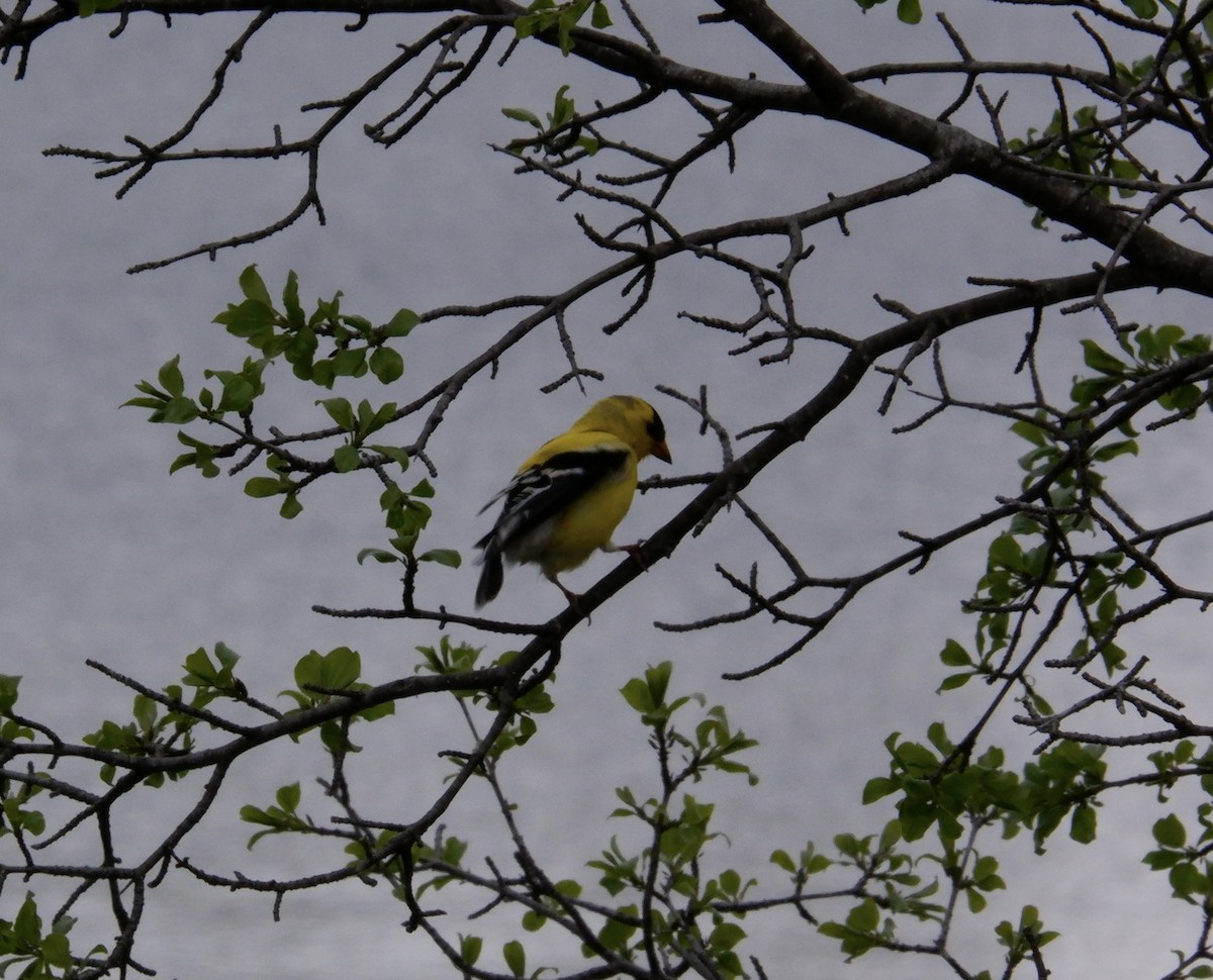 American Goldfinch - Adrianne Knighton