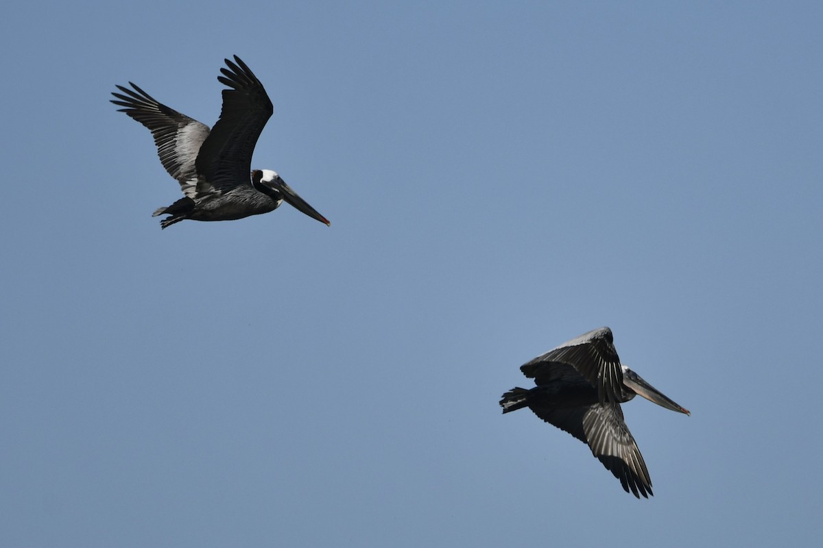 Brown Pelican - jeff  allen