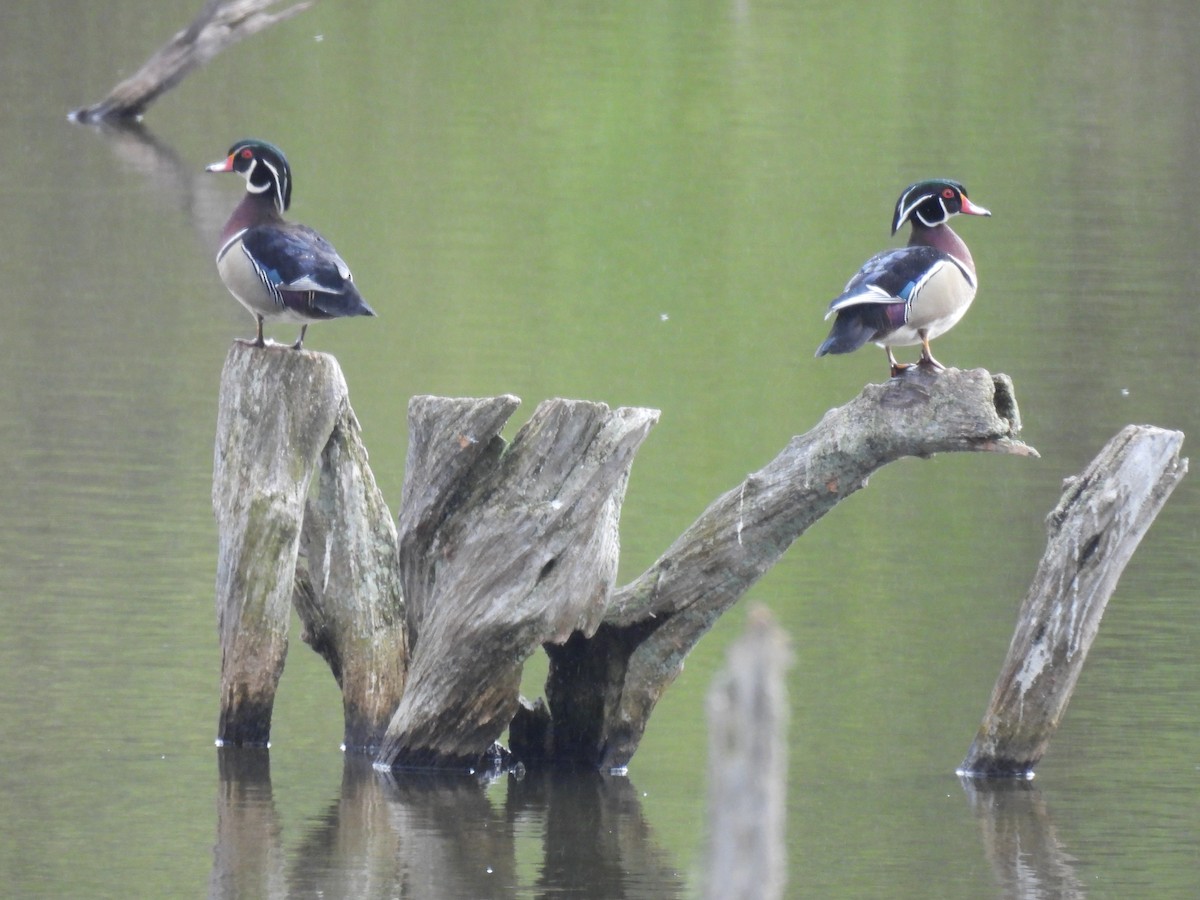 Wood Duck - Jay Solanki