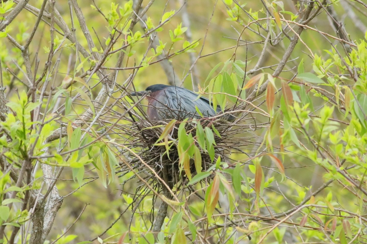 Green Heron - Joshua Gant