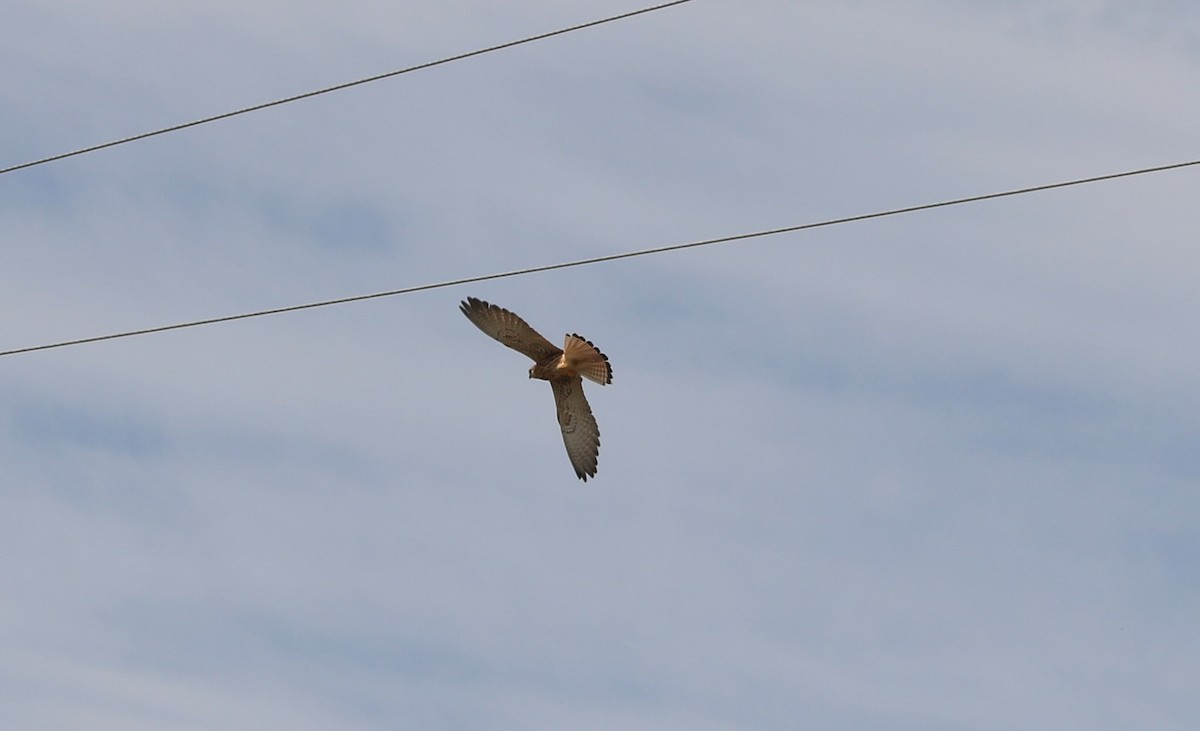 Eurasian Kestrel - Paul Roast