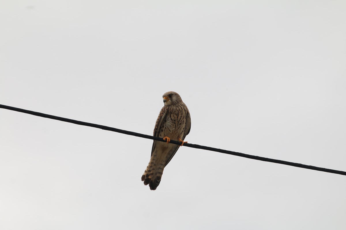 Eurasian Kestrel - Paul Roast