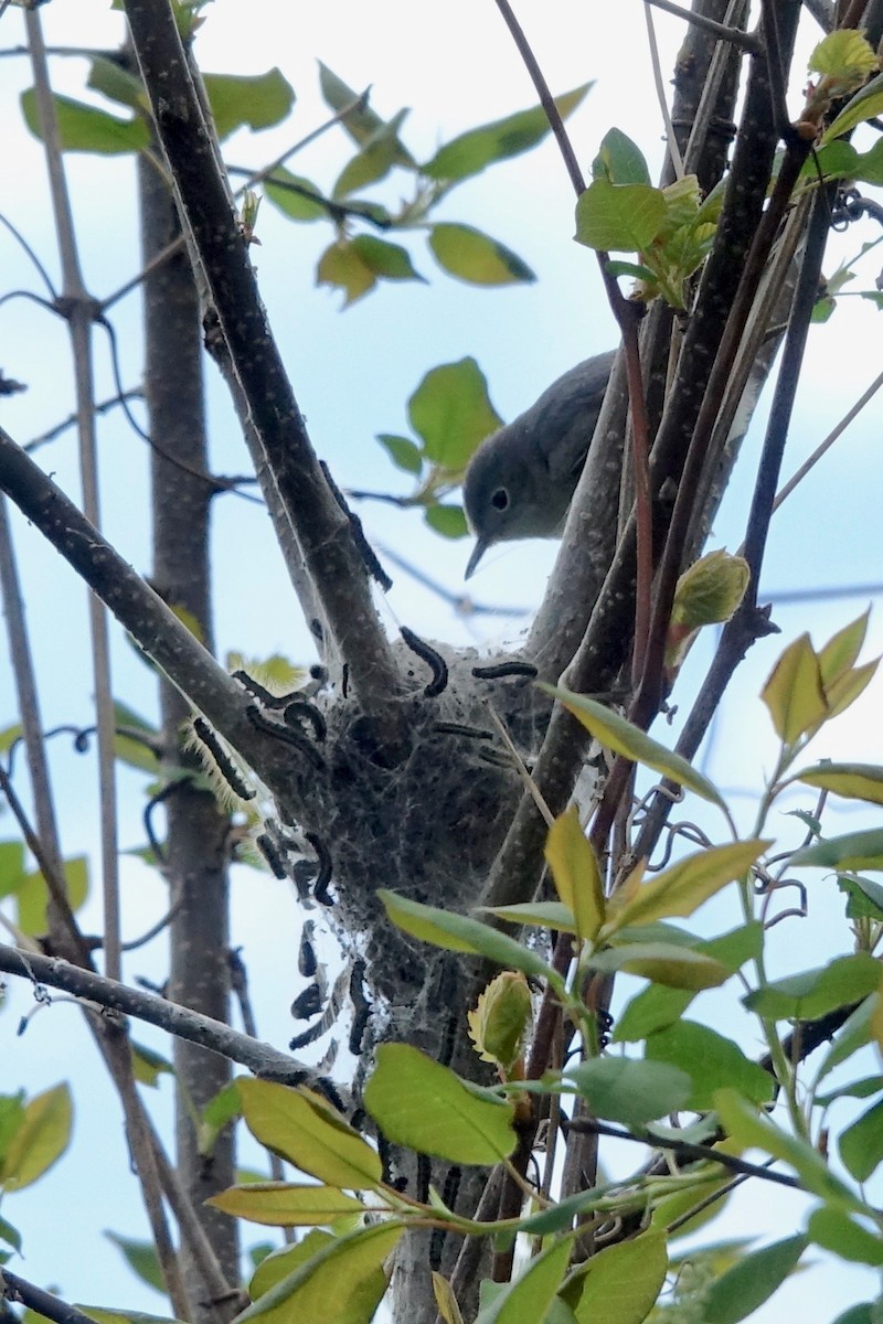 Blue-gray Gnatcatcher - Elaine Marie