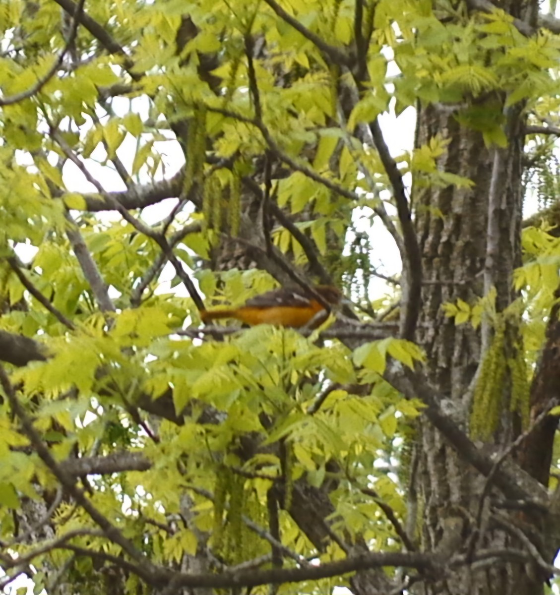 Baltimore Oriole - ML618852351