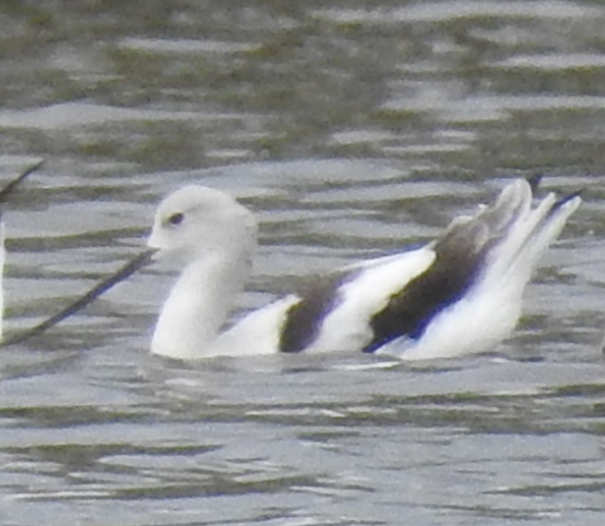 American Avocet - Jeffrey C and Teresa B Freedman