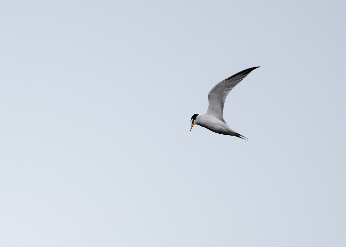 Least Tern - KMJ Bird