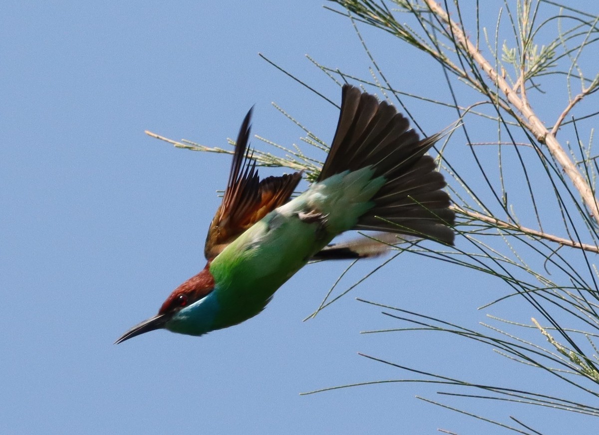 Blue-throated Bee-eater - Mohd Azmi Ibrahim