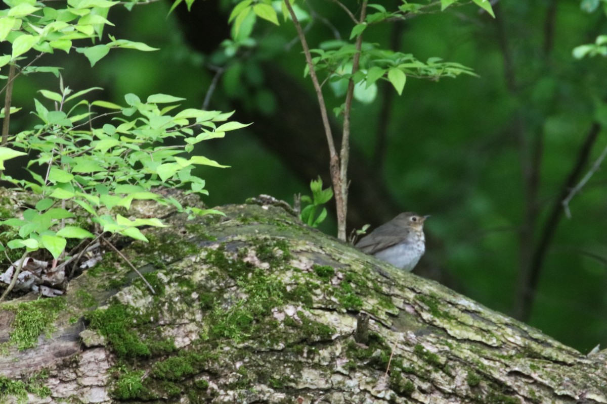 Swainson's Thrush - ML618852376