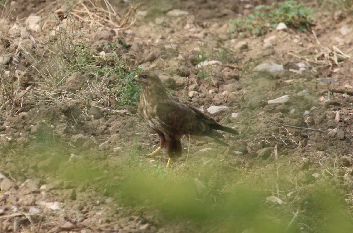 Common Buzzard - Paul Roast