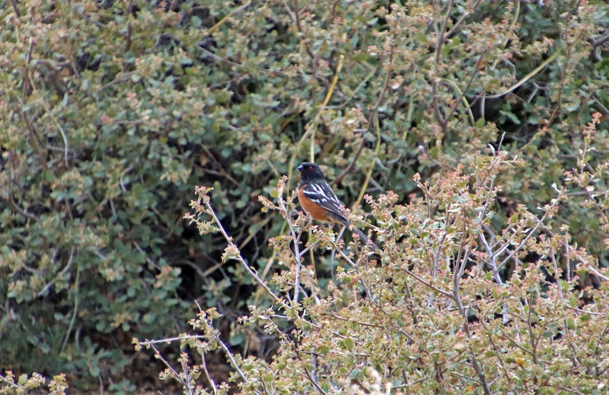 Spotted Towhee - ML618852384