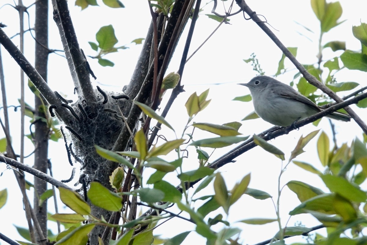 Blue-gray Gnatcatcher - Elaine Marie