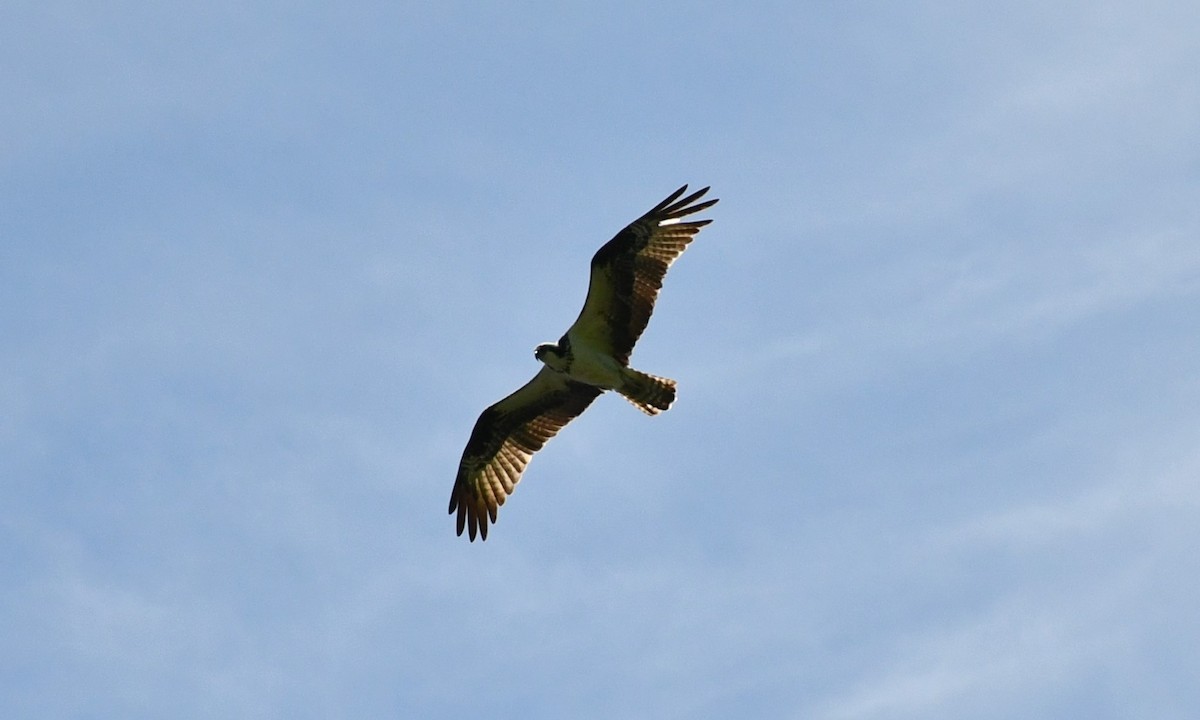 Falco pescatore - ML618852398