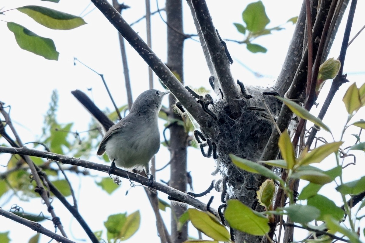 Blue-gray Gnatcatcher - Elaine Marie