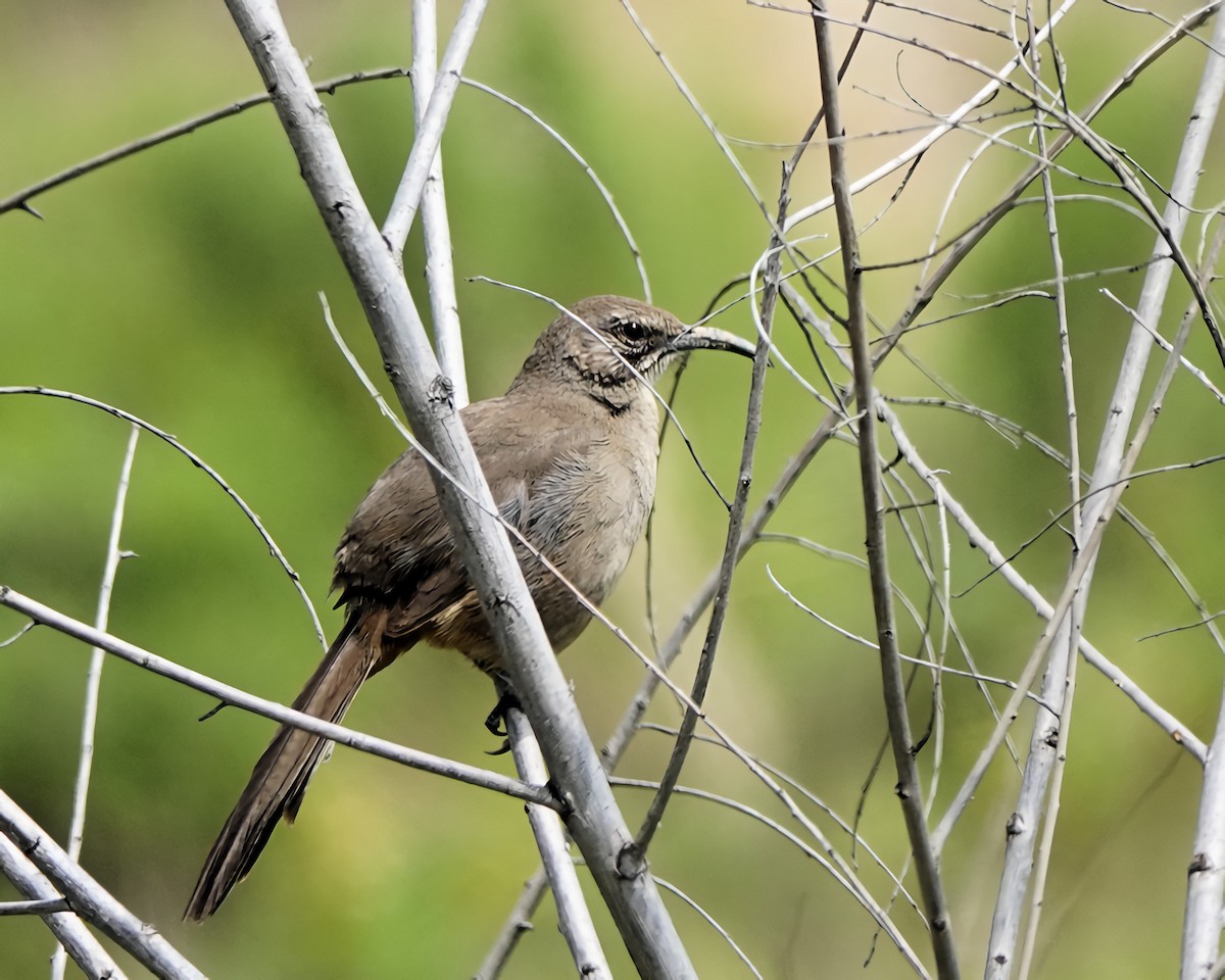 California Thrasher - Marie Ostrander