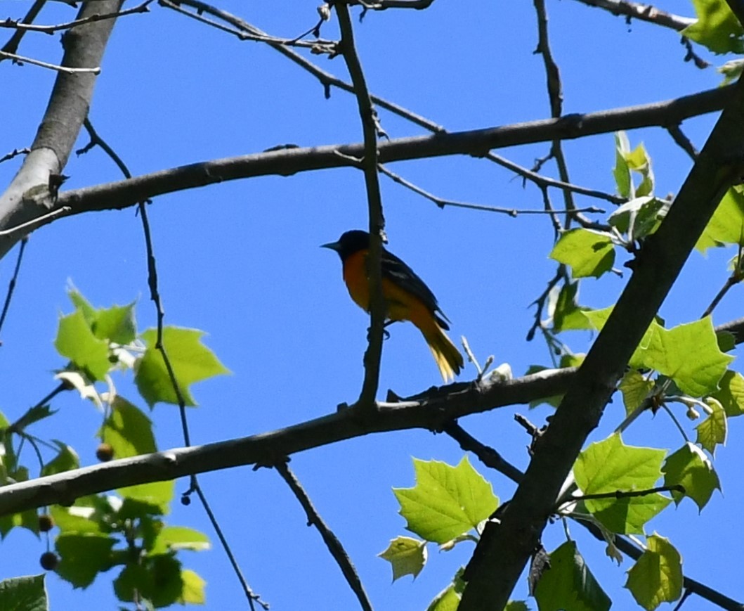 Baltimore Oriole - ML618852420