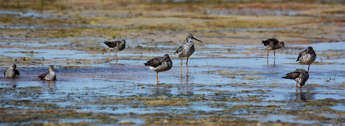 Greater Yellowlegs - Anonymous