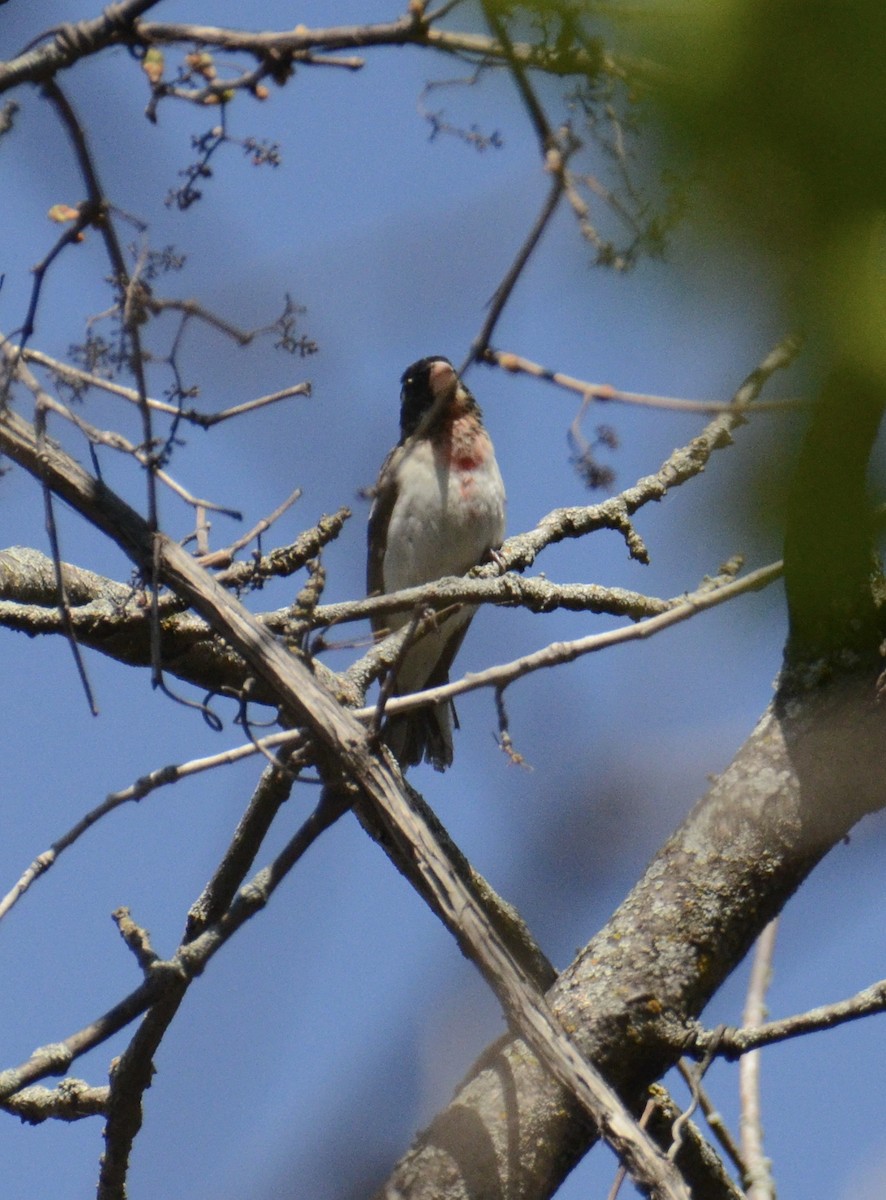 Rose-breasted Grosbeak - ML618852432