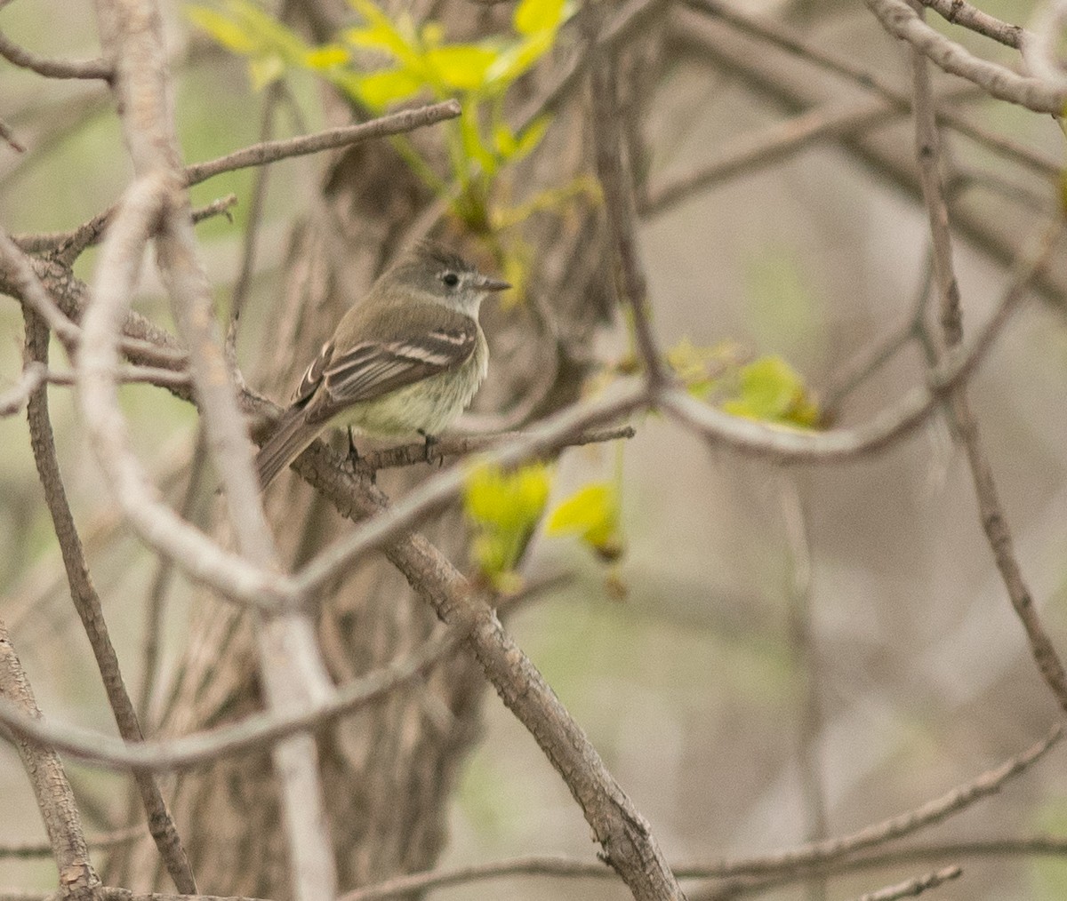 Dusky Flycatcher - Ethan Cleveland