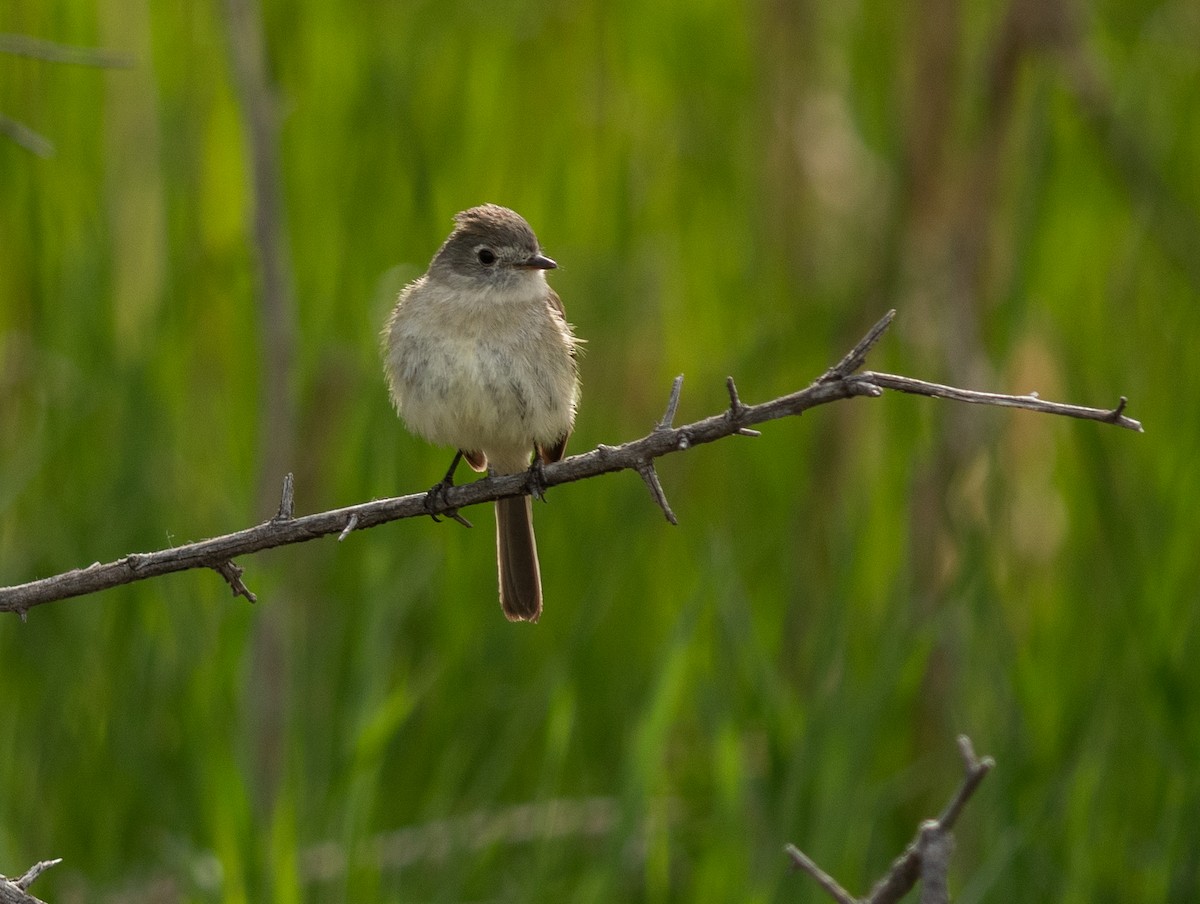 Dusky Flycatcher - Ethan Cleveland