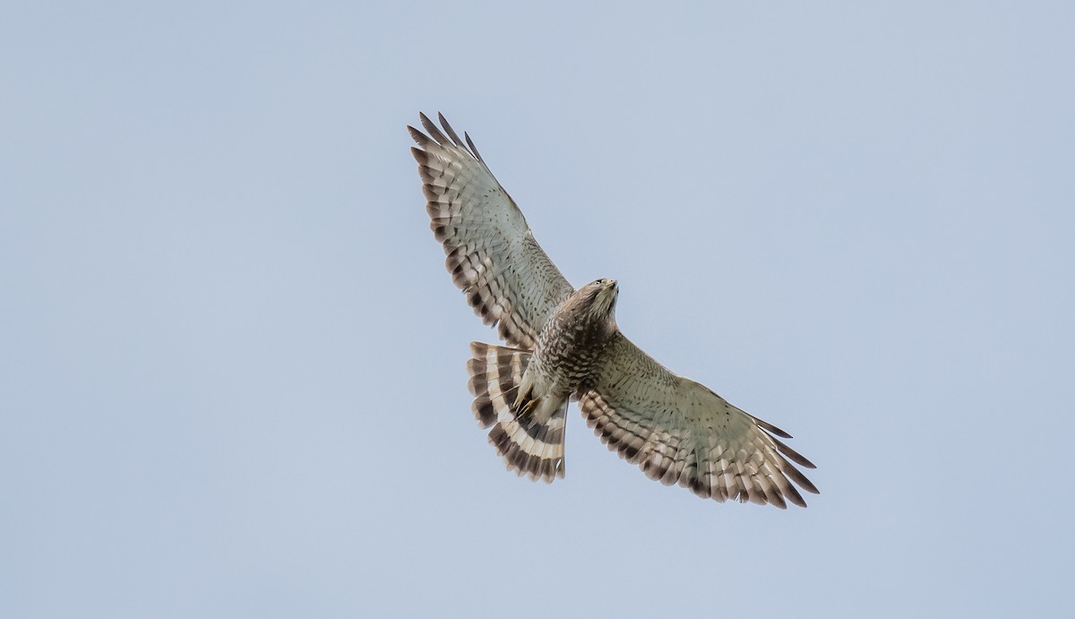 Broad-winged Hawk - ismael chavez