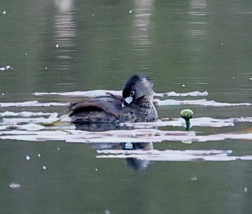 Pied-billed Grebe - Margaret Kenny