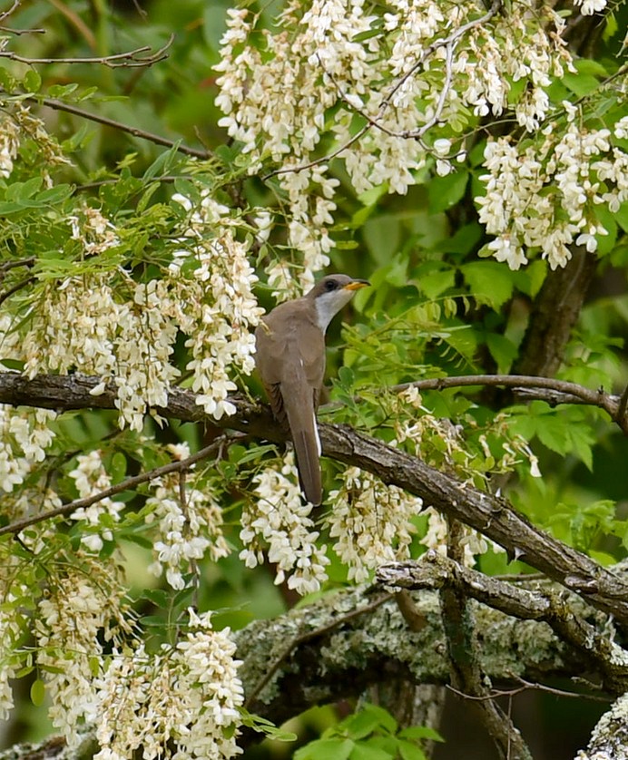 Yellow-billed Cuckoo - M Huston