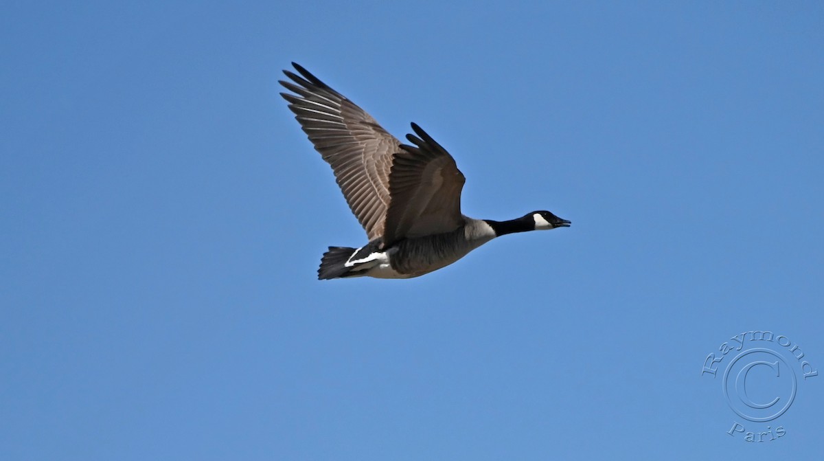 Canada Goose - Raymond Paris