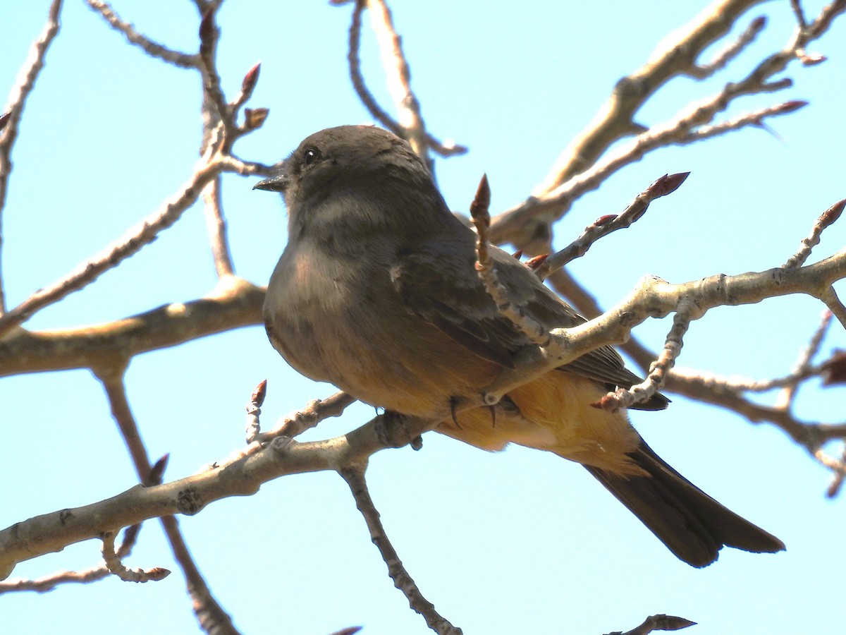 Say's Phoebe - Pam Hawkes