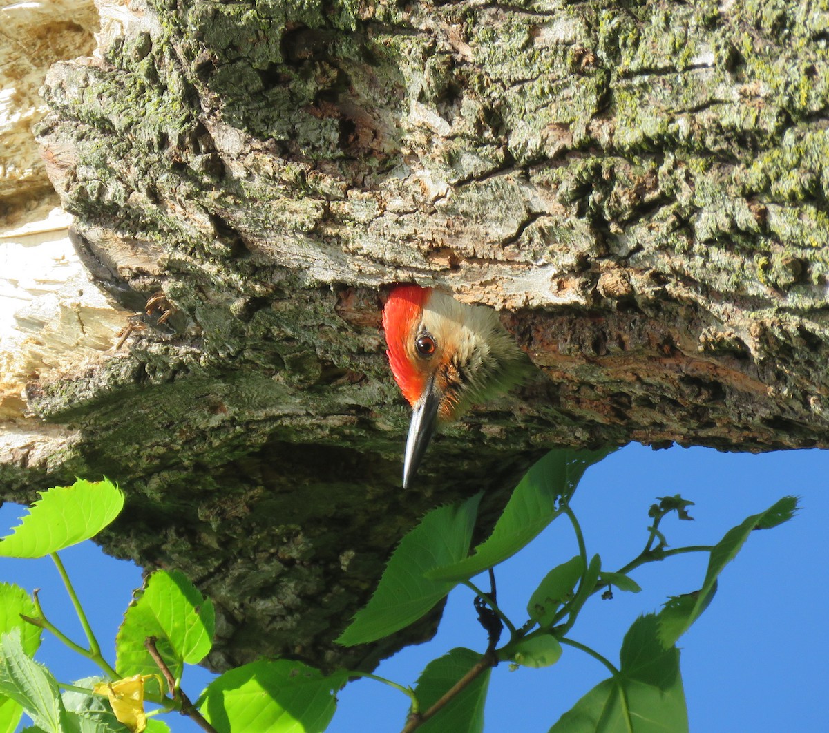 Red-bellied Woodpecker - Eric D Gyllenhaal