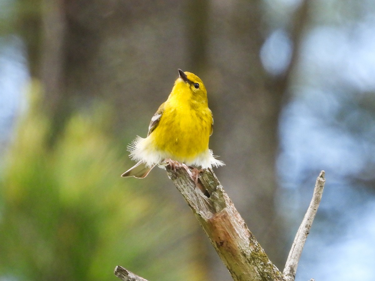 Pine Warbler - Haley Gottardo