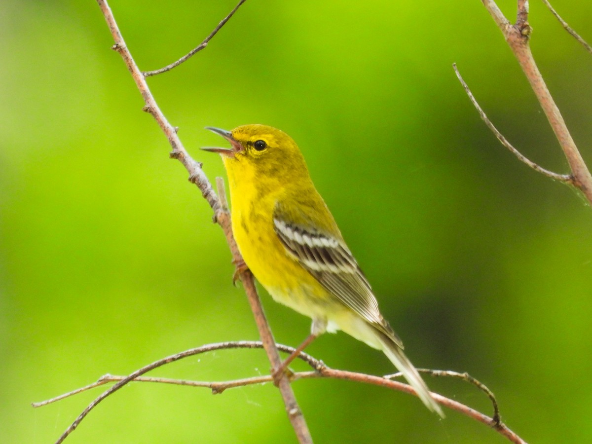 Pine Warbler - Haley Gottardo