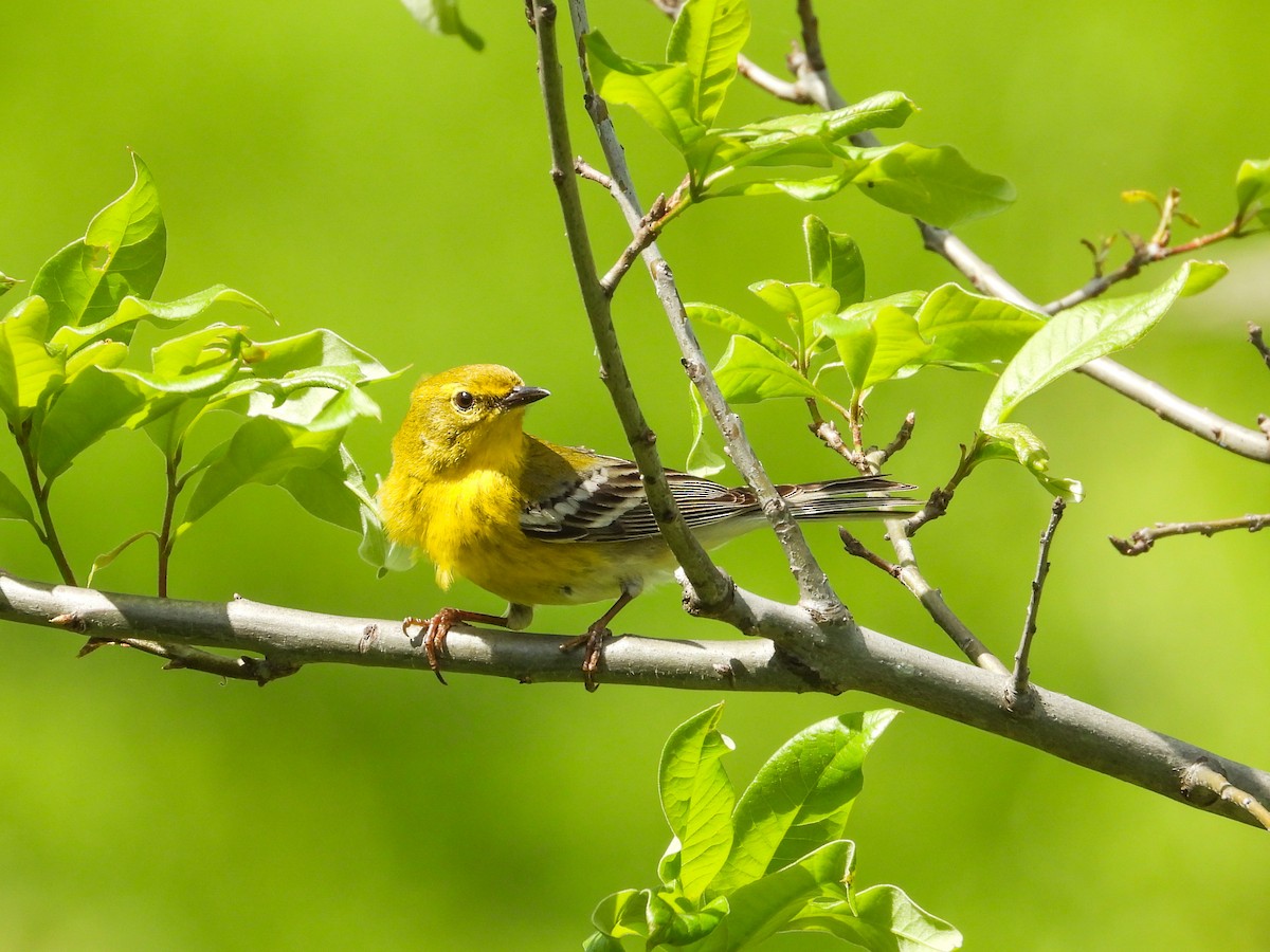 Pine Warbler - Haley Gottardo