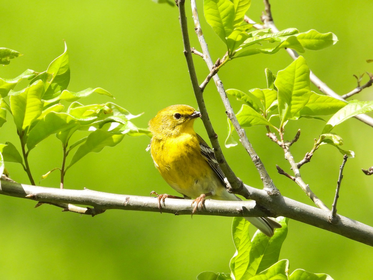 Pine Warbler - Haley Gottardo