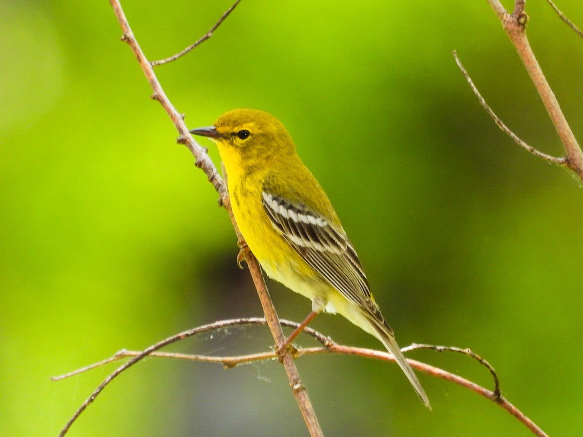 Pine Warbler - Haley Gottardo