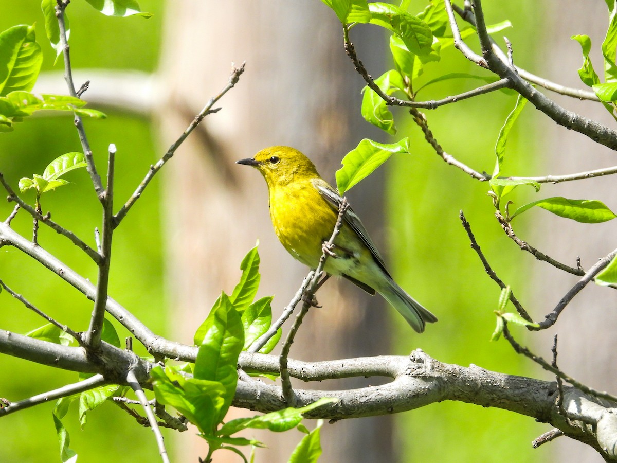 Pine Warbler - Haley Gottardo