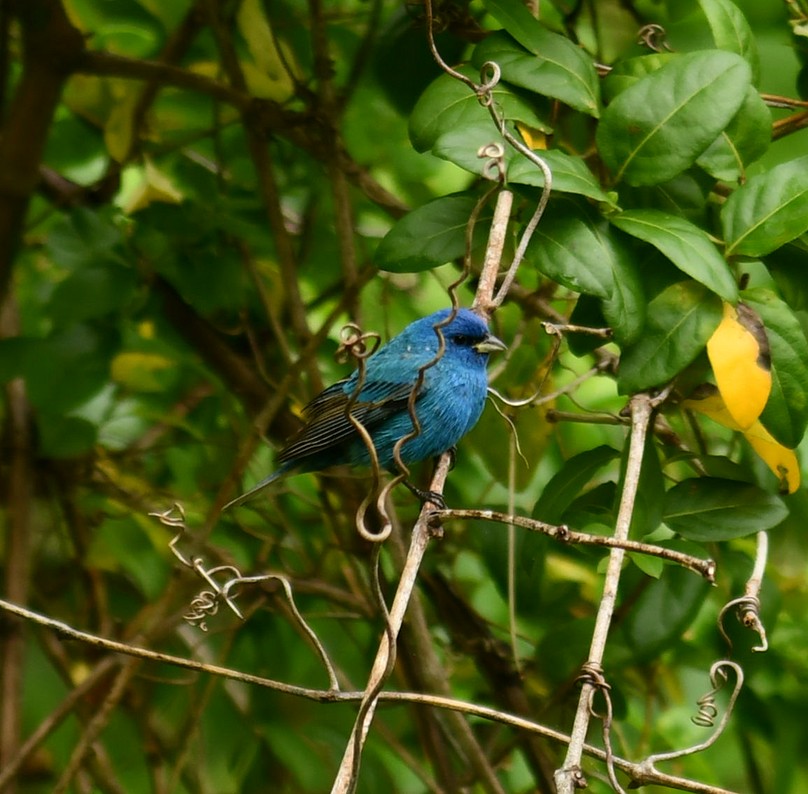 Indigo Bunting - M Huston