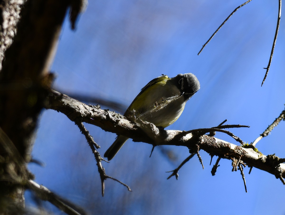 Blue-headed Vireo - Jean Guy Chouinard