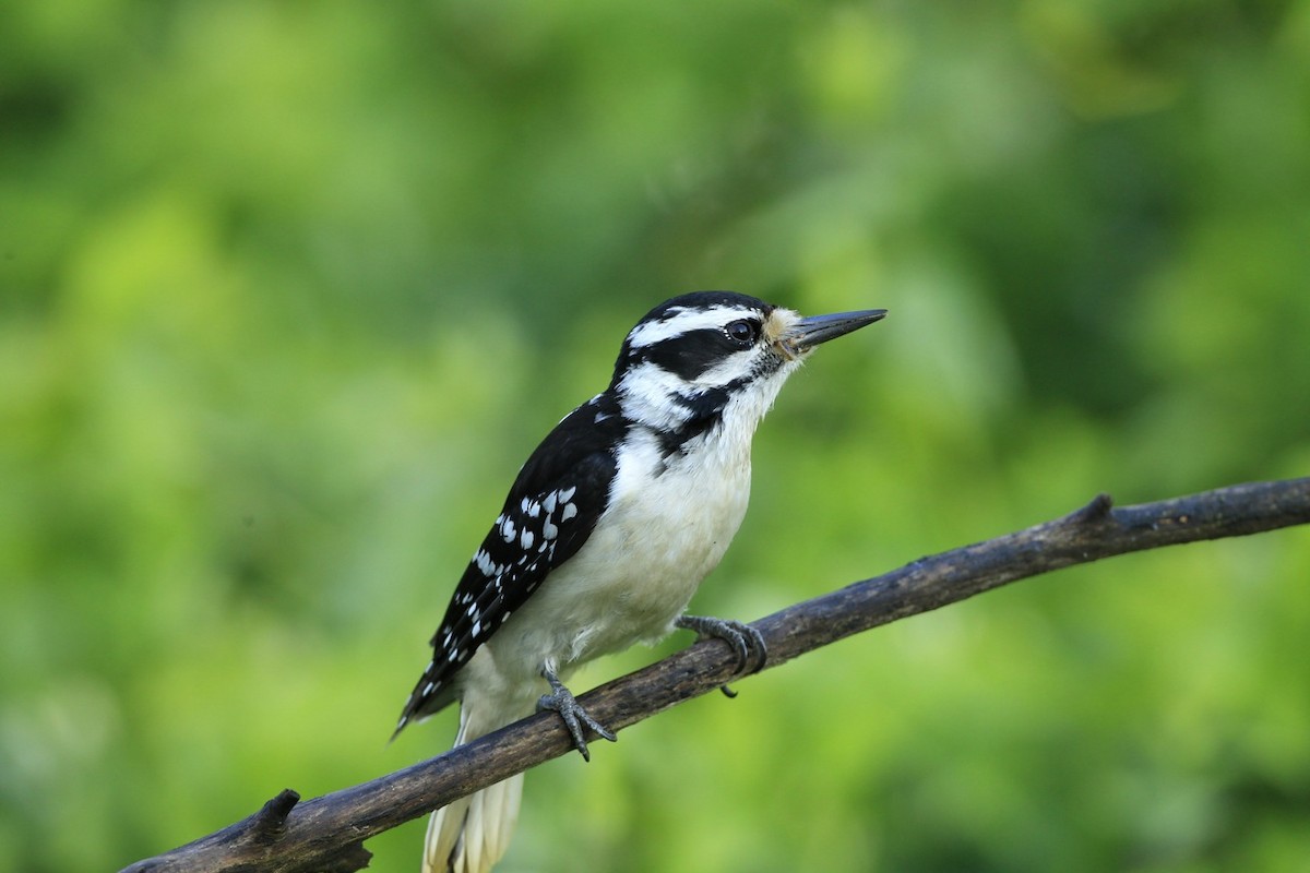 Hairy Woodpecker - James Kinderman